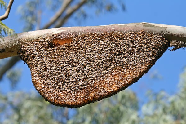 Polusi Udara Bisa Membuat Lebah Madu Sakit