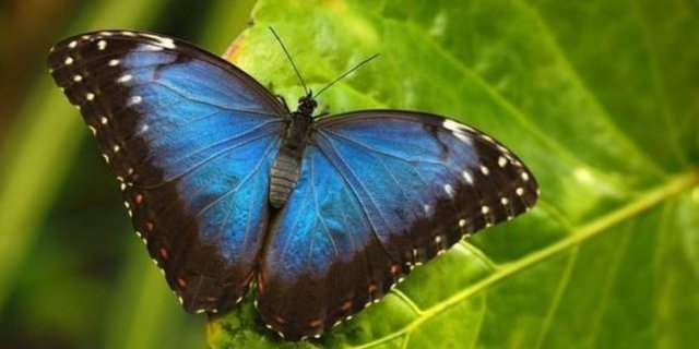 Keanekaragaman Serangga di Indonesia: Menakjubkan dan Unik