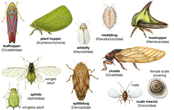 Mengungkap Ragam Keanekaragaman dalam Kerajaan Serangga