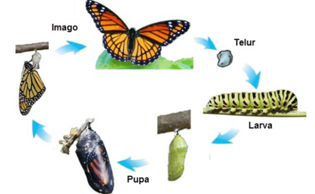 Misteri Kehidupan Terungkap: Memahami Siklus Hidup Serangga 
